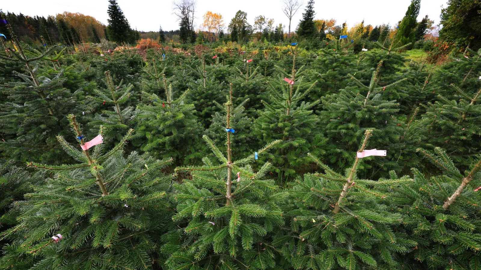 Bundesweit werden dem Verband zufolge jährlich zwischen 23 und 25 Millionen Weihnachtsbäume verkauft. (Archivfoto) (Foto: Karl-Josef Hildenbrand/dpa)