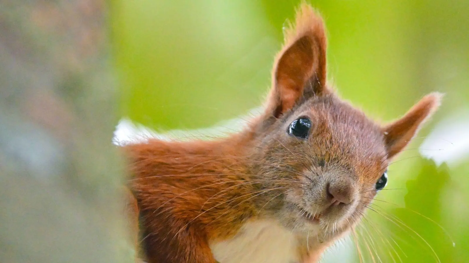 Bei Hitze wechseln auch Tiere in den Energiesparmodus. Gut also, wenn wir Menschen sie so wenig wie möglich stressen.  (Foto: Patrick Pleul/dpa/dpa-tmn)