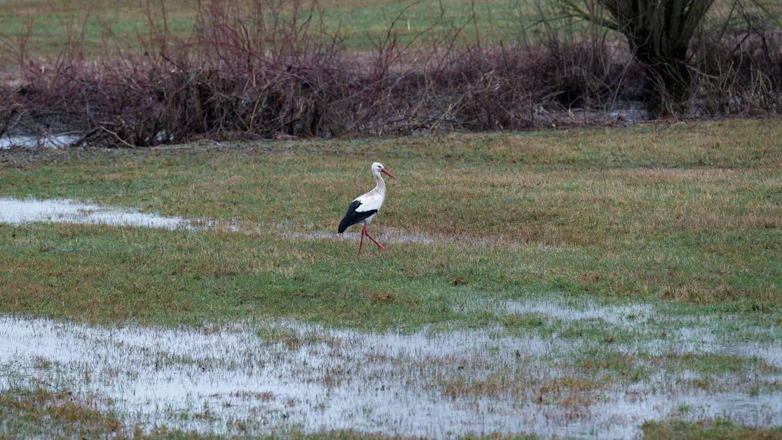 Die Woche startete nass und ungemütlich.  (Foto: Daniel Vogl/dpa)