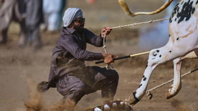 Tradition trifft Tempo:l: Jockey reitet Stierpaar durch das pakistanische Dorf Malal (Foto: Anjum Naveed/AP/dpa)