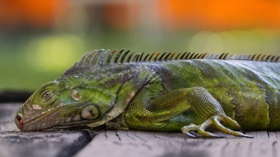 In Südflorida gelten die Tiere als Plage. (Archivfoto) (Foto: Rebecca Blackwell/AP/dpa)