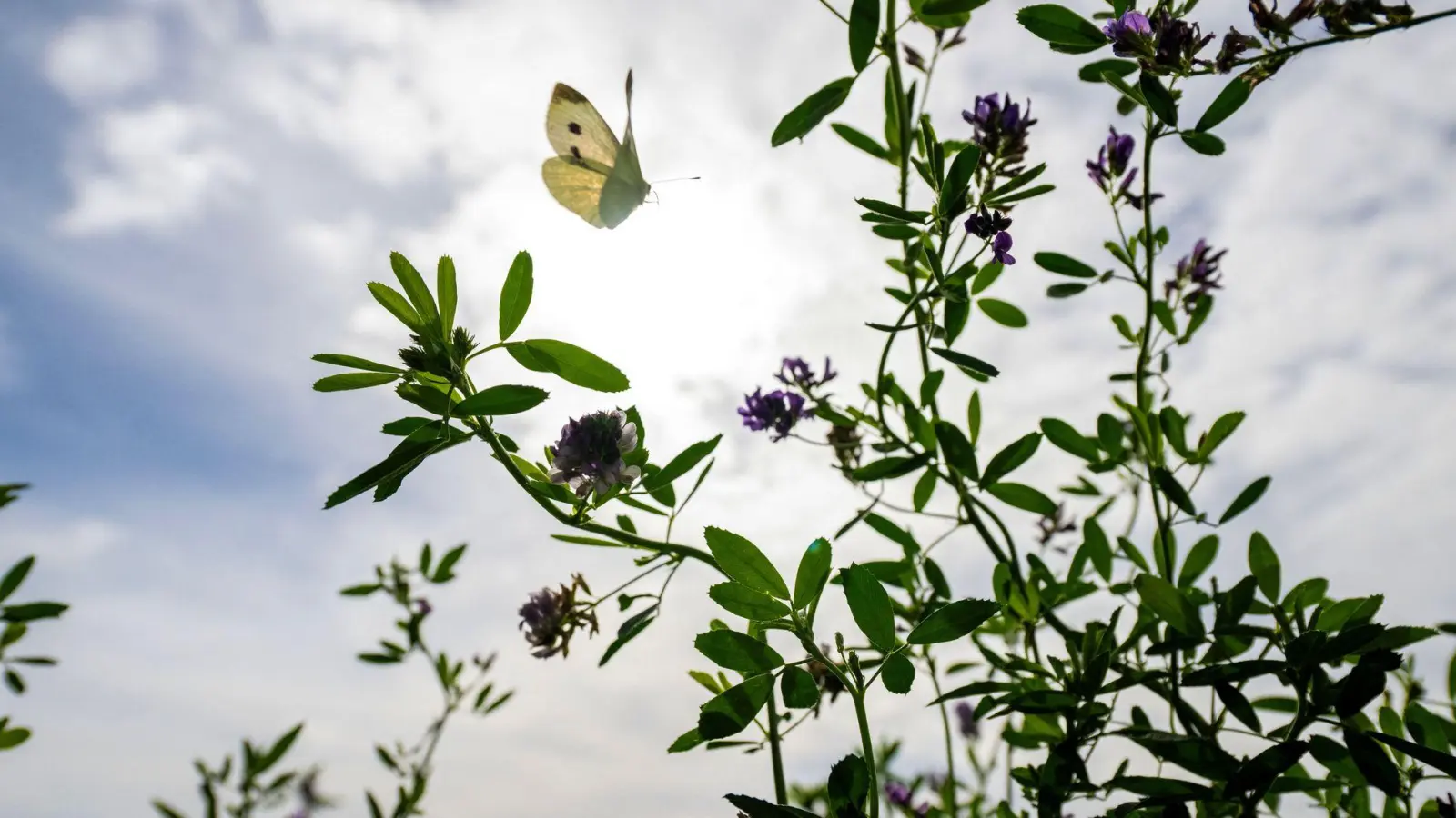 Auf Bayern wartet ein sonniger Herbsttag. (Archivbild) (Foto: Pia Bayer/dpa)
