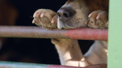 In Absprache mit dem Veterinäramt war der Hund in die Quarantänestation eines Tierheims gebracht worden. (Symbolbild) (Foto: picture alliance / ZB)