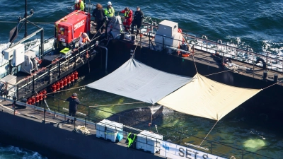 Der Wal soll in der Nordsee freigelassen werden. (Foto: Christoph Reichwein/dpa)