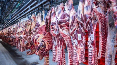 Nach Jahren rückläufiger Schlachtungen ist die Zahl der Schweineschlachtungen im vergangenen Jahr wieder leicht gestiegen. (Archivfoto)  (Foto: Jens Büttner/dpa)