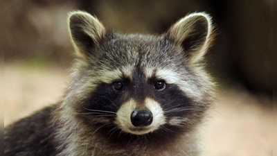 Im Landkreis Altenkirchen hat ein Waschbär so viel Chaos in einem Haus angerichtet, dass die Polizei anrückte. (Symbolbild) (Foto: Fredrik von Erichsen/dpa)