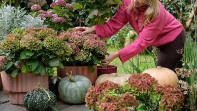 Mit Kürbissen und Hortensien lässt sich im Eingangsbereich eine einladende Atmosphäre schaffen. (Foto: Magical Hydrangea/dpa-tmn)