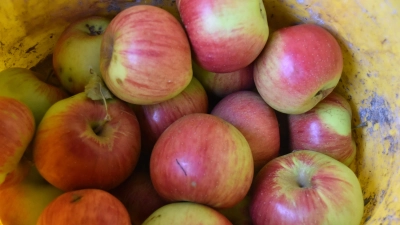 Aus heimischen Streuobstbeständen: Gute Saftqualität beginnt bei erntefrischem und ungespritztem Obst ohne Faulanteile.  (Symbolbild: Silvia Schäfer)