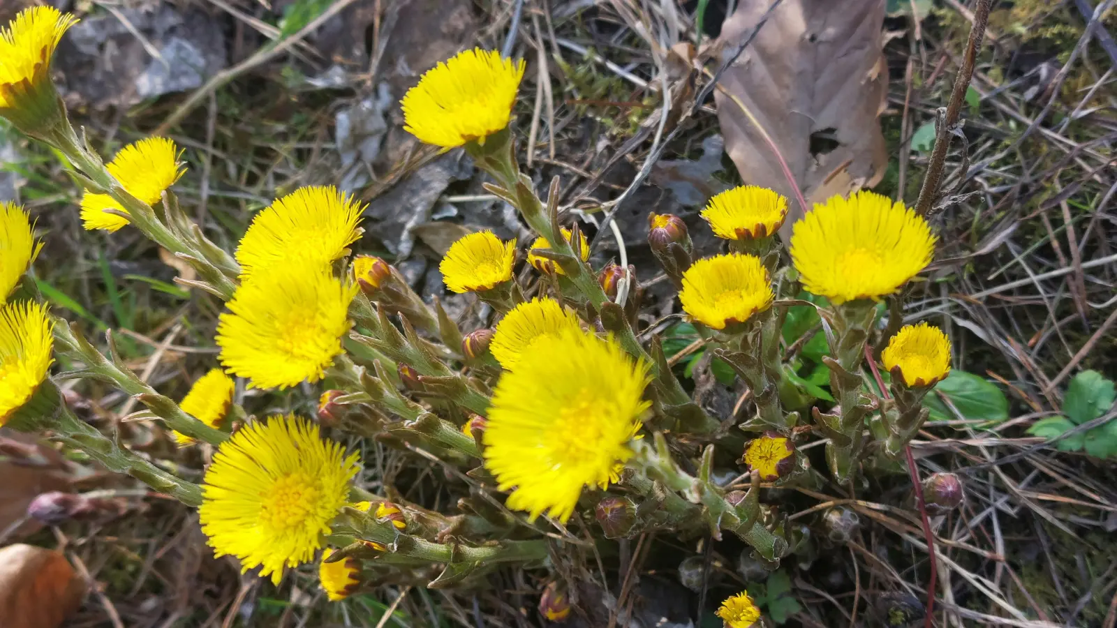 Leuchtender Huflattich - gesehen in Baudenbach (Foto: Elke Oehler)