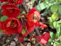 Farbenprächtiger Frühlingsgruß - gesehen in Dippoldsberg (Foto: Rosi Weiß)