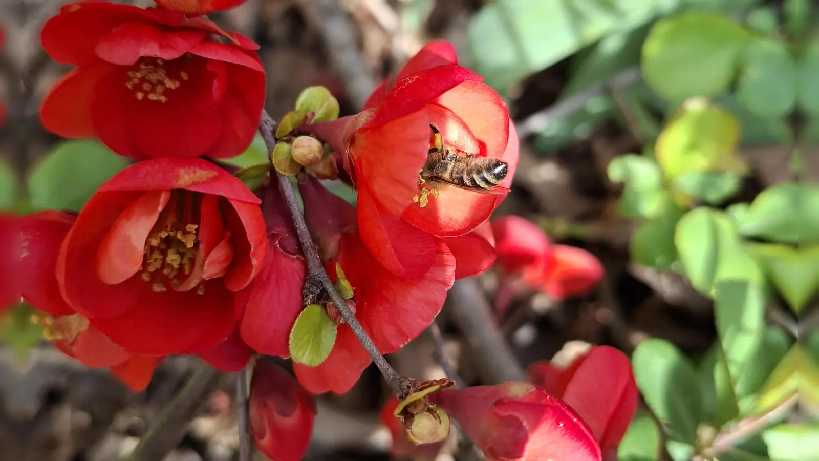 Farbenprächtiger Frühlingsgruß - gesehen in Dippoldsberg (Foto: Rosi Weiß)
