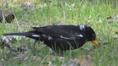 Hier ist ein sogenannter „Amsel-Weißling“, eine Amsel mit weißen Flecken, zu sehen. Farbanomalien kommen weltweit und bei vielen Vogelarten vor, vor allem die schwarz gefärbten Arten fallen auf. (Foto: Stefan Bosch/NABU-Landesverband Baden-Württemberg /dpa)