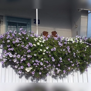 Sommerblumen im November - gesehen in Dinkelsbühl (Foto: Petra Sondheim)