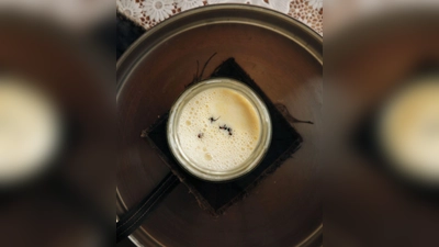 Joghurt-Rezept einmal anders: Man nehme vier Ameisen... (Foto: David Zilber/dpa)