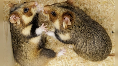Geht das gut? Ein paarungsbereites Weibchen und ein ausgewähltes Männchen sollen für Feldhamster-Nachwuchs sorgen.  (Foto: David Ebener/dpa)
