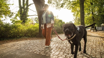 Ist die Wunschrasse erlaubt? Wann besteht Anleinpflicht? Hundebesitzer sollten sich mit den individuellen Regeln in ihrem Bundesland auseinandersetzen. (Foto: Christin Klose/dpa Themendienst/dpa-tmn)
