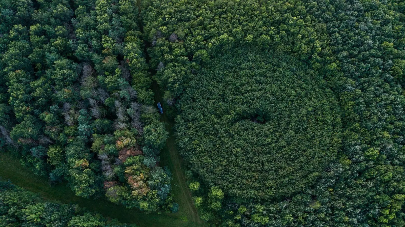 Das keltische Labyrinth aus Feldahornen im Wald bei Emskirchen sieht von oben beeindruckend aus. Es ist jederzeit kostenlos und öffentlich zugänglich. (Foto: Mirko Fryska)
