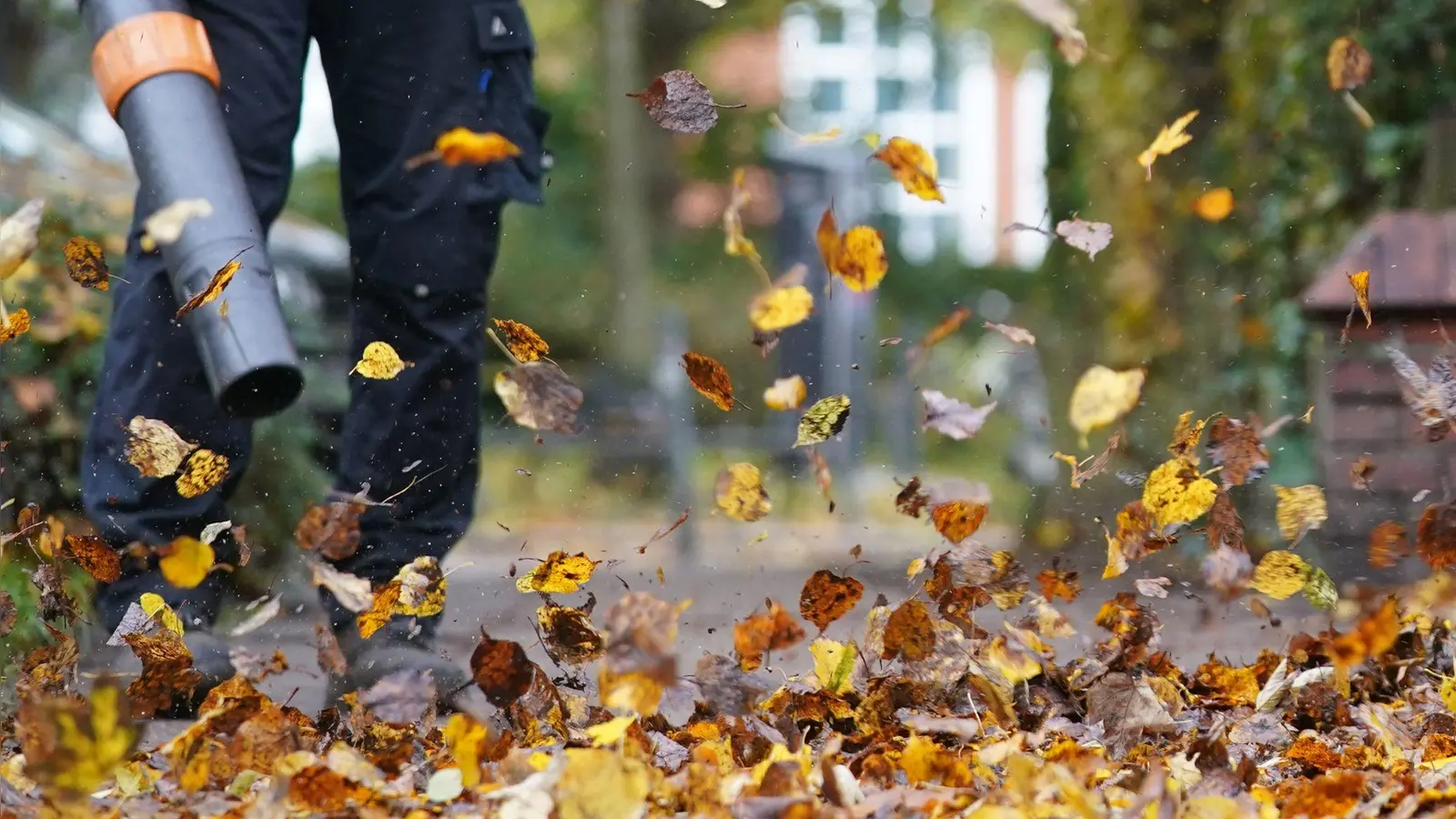 Laub ist ein natürlicher Dünger für den Boden und sorgt für Artenvielfalt im Garten. (Symbolbild) (Foto: Marcus Brandt/dpa)