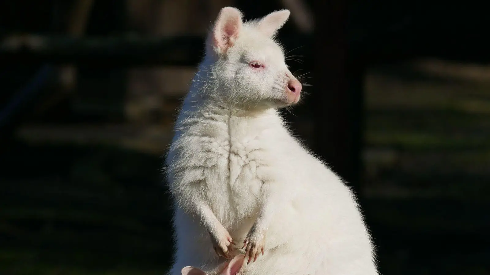 Das weiße Bennett-Känguru mit seiner Mutter namens Flöckchen, ebenfalls ein Albino. (Foto: -/Zoo Hoyerswerda/dpa)