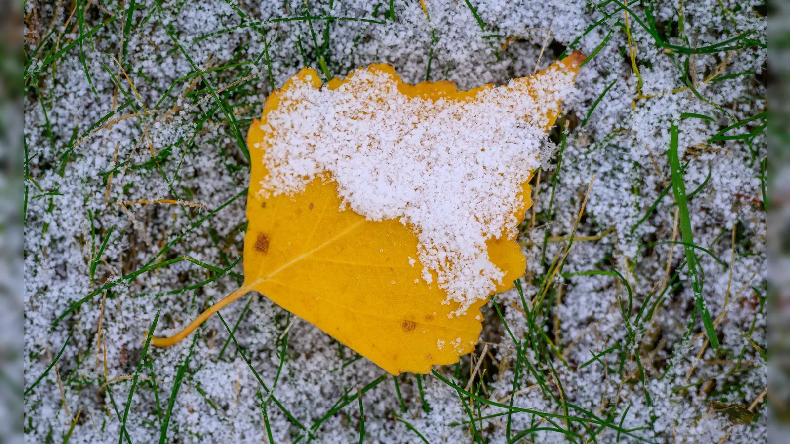 In der neuen Woche wird das Wetter winterlicher in Deutschland. (Archivbild) (Foto: Patrick Pleul/dpa)