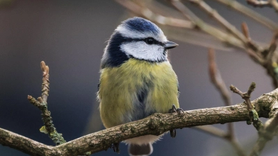 Die Aktion „Stunde der Wintervögel“ ruft Interessierte auf, Vögel zu zählen - zum Beispiel Blaumeisen. (Archivbild) (Foto: Oliver Berg/dpa)