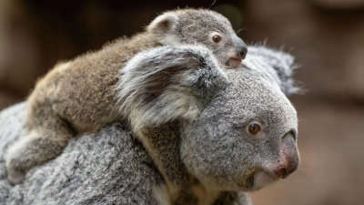 In der Wilhelma sind im vergangenen Jahr zwei Koala-Babys geboren worden. Nun stehen die Geschlechter der beiden fest. Hier trägt Koala-Weibchen Auburn ihr weibliches Jungtier durchs Gehege. (Foto-Handout) (Foto: Birger Meierjohann/Wilhelma Stuttgart/dpa)