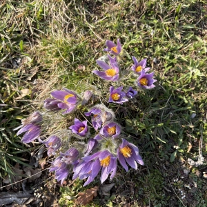 Die Küchenschellen blühen - gesehen im Steinbachtal (Foto: Sonja Hammami)