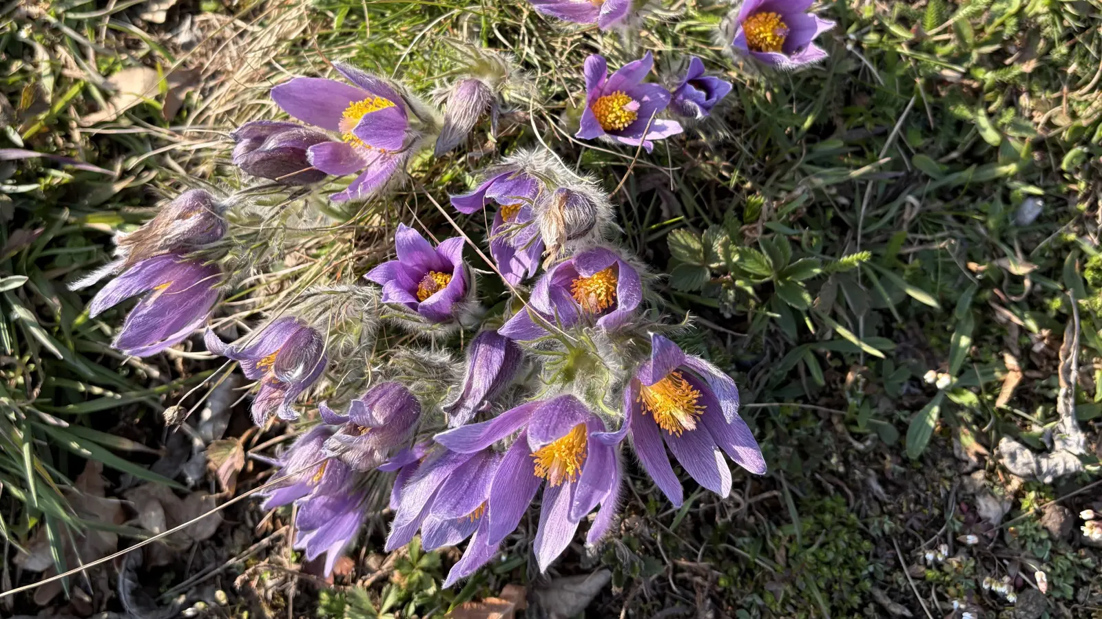 Die Küchenschellen blühen - gesehen im Steinbachtal (Foto: Sonja Hammami)