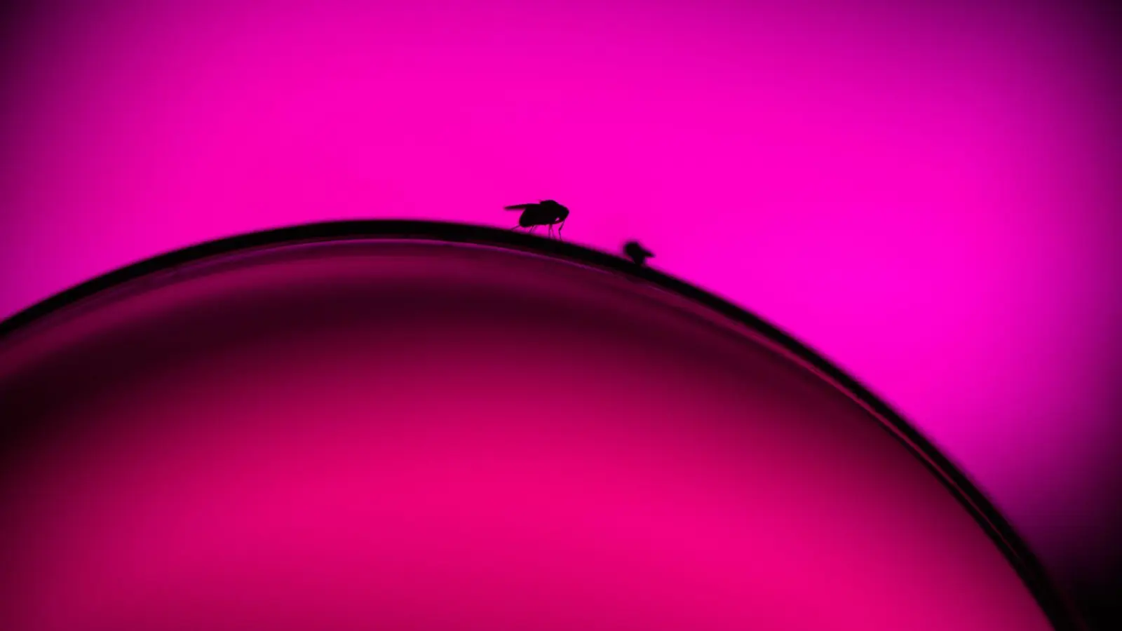 Ein unbeobachteter Moment und die Fruchtfliegen krabbeln vom Rand des Glases in den Wein.  (Foto: Klaus-Dietmar Gabbert/dpa-tmn)