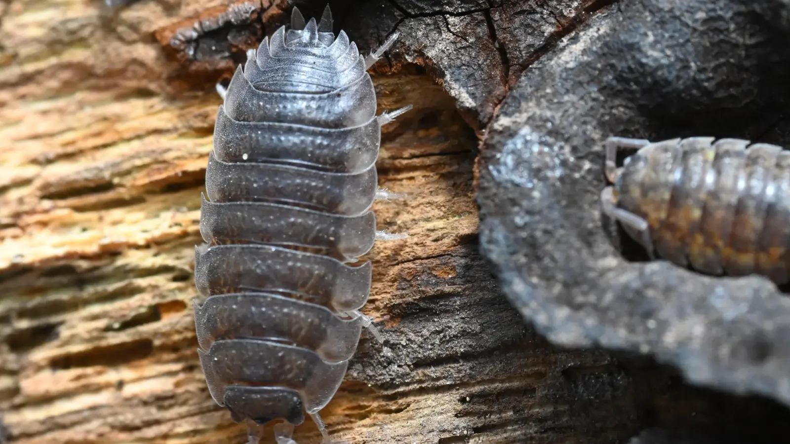 Die Asseln atmen über Kiemen, leben aber auf dem Land. Dort sind sie an vielen Stellen in Haus und Garten zu finden.  (Foto: Ulrich Meßlinger)