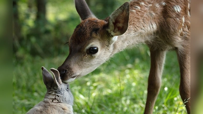 Bambi und sein Freund der Hase in einer Szene des Films „Bambi - Eine Lebensgeschichte aus dem Walde“. (Handout)  (Foto: Eric Travers/SquareOne Entertainment/dpa)