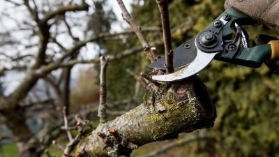 Zu ausladend? Jetzt ist eine gute Zeit für einen Rückschnitt, bevor das Gesetz Nein sagt. (Foto: Jens-Ulrich Koch/dpa-tmn)