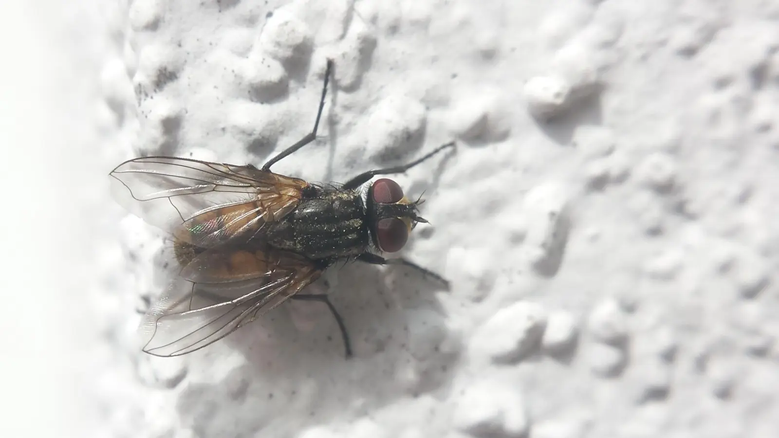 Ein Männchen sonnt sich an einer warmen Wand. (Foto: Eric Klöckner)