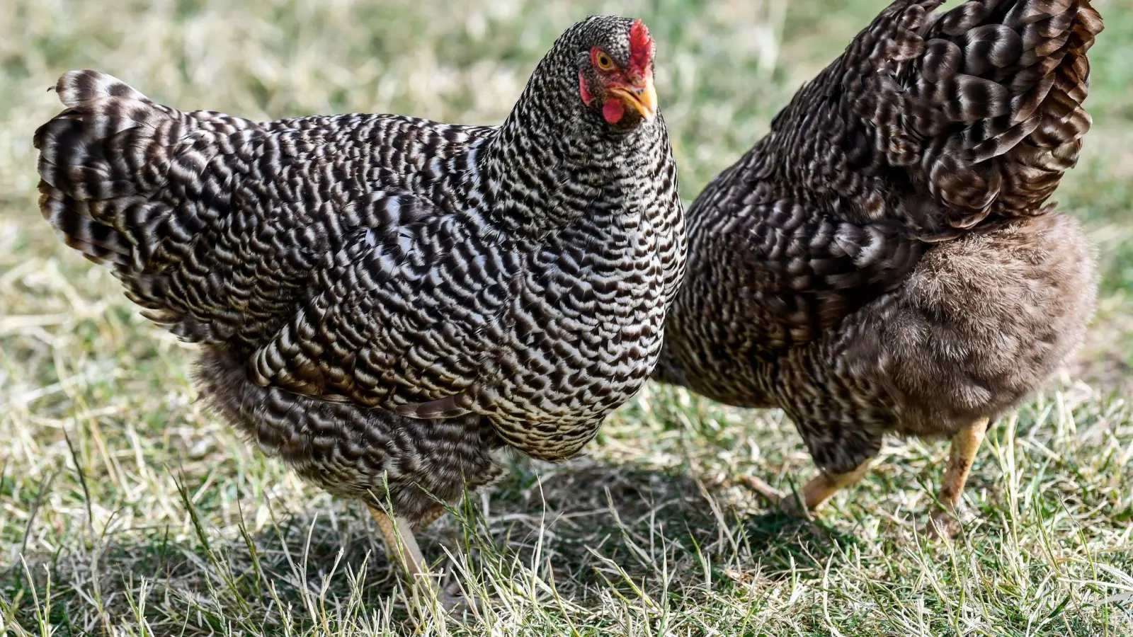 Mechelner-Hühner sind zwar groß, gelten aber dennoch als anfängerfreundlich. (Foto: Kirsten Neumann/dpa-tmn)