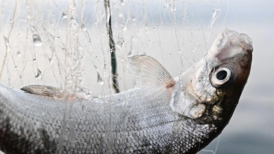 Dürfen Felchen bald wieder gefischt werden? (Archivbild)  (Foto: Felix Kästle/dpa)