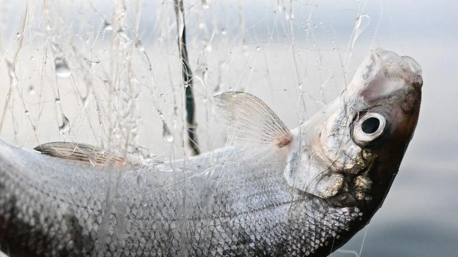 Dürfen Felchen bald wieder gefischt werden? (Archivbild)  (Foto: Felix Kästle/dpa)