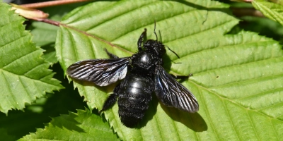 Die Blaue Holzbiene ist die größte heimische Wildbienenart. Wegen seiner Größe wird das dunkelblaue Insekt häufig für eine Hummel gehalten. (Foto: Ulrich Meßlinger)