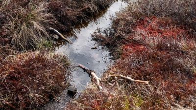 Zehn Euro pro Bürger sind zum Erreichen der Naturschutzziele nötig. (Symbolbild) (Foto: Daniel Vogl/dpa)