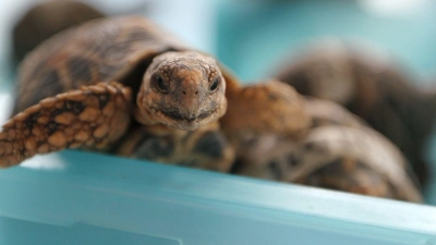 Indische Sternschildkröten sind in Asien wegen ihrer auffälligen Panzerzeichnung sehr beliebt. (Archivbild) (Foto: picture alliance / dpa)