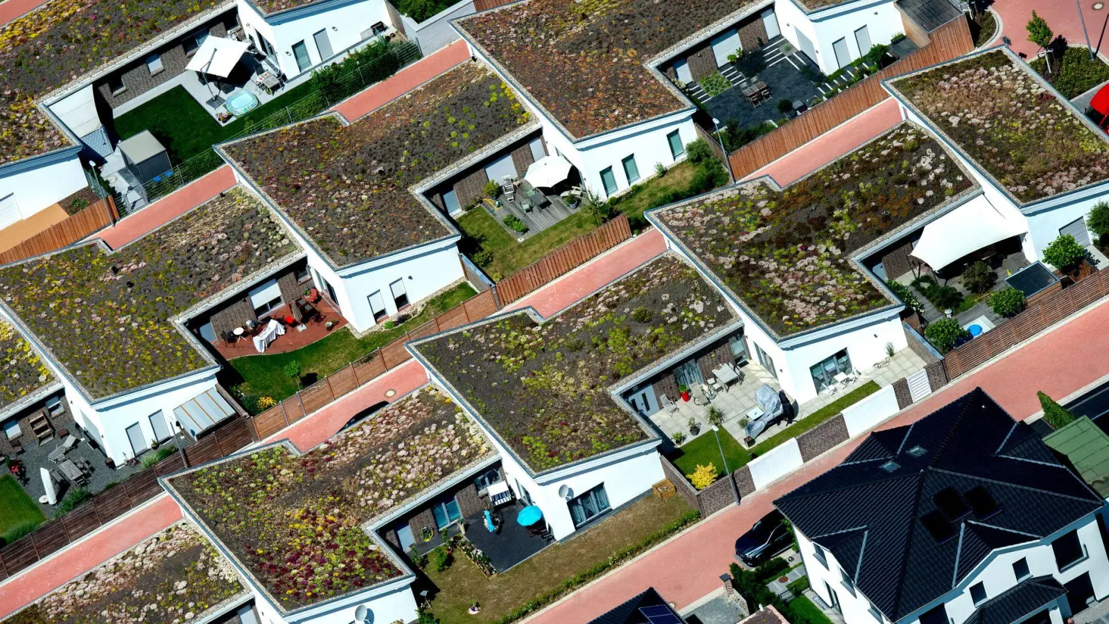Auch Steildächer können bepflanzt werden, sofern die Dachneigung maximal 35 Grad beträgt. Bepflanzte Dächer fördern die Artenvielfalt und absorbieren CO2 sowie Feinstaub. (Foto: Hauke-Christian Dittrich/dpa/dpa-tmn)