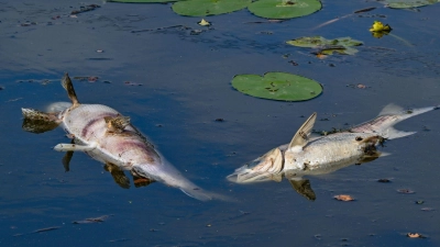 Ein Fischsterben in der Aisch ist laut Polizei eine Folge der vergangenen Hitzewelle. (Symbolbild: Patrick Pleul/dpa)
