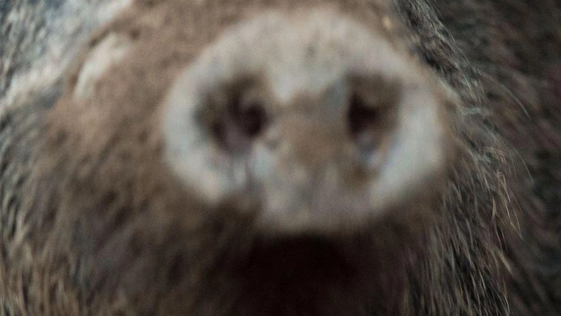 Das etwa zweijährige Wildschwein hatte sich laut Stadt in den vergangenen zwei Wochen nahezu täglich auf dem Friedhof gezeigt. (Symbolbild) (Foto: Lino Mirgeler/dpa)