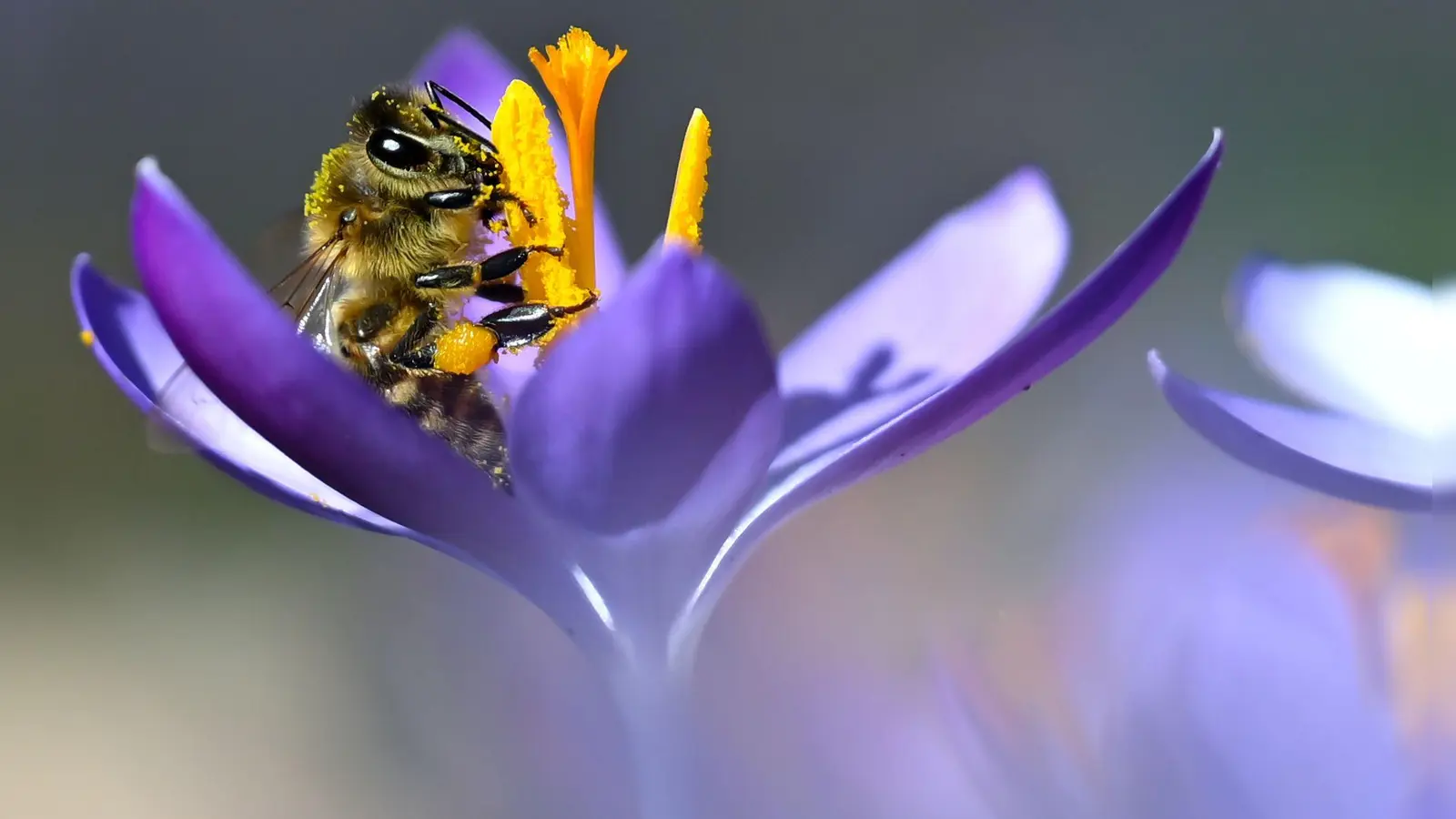 Das warme Wetter lockt auch Bienen hervor. (Archivbild) (Foto: Sven Hoppe/dpa)