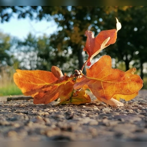 Blattkunst in Herbstfarben- gesehen bei Hagenau (Foto: Renate Kecker)