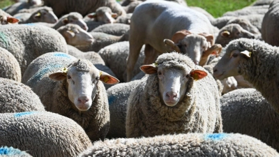 Rund 20 Tiere brechen aus ihrem Gehege aus. (Symbolbild) (Foto: Heiko Rebsch/dpa)