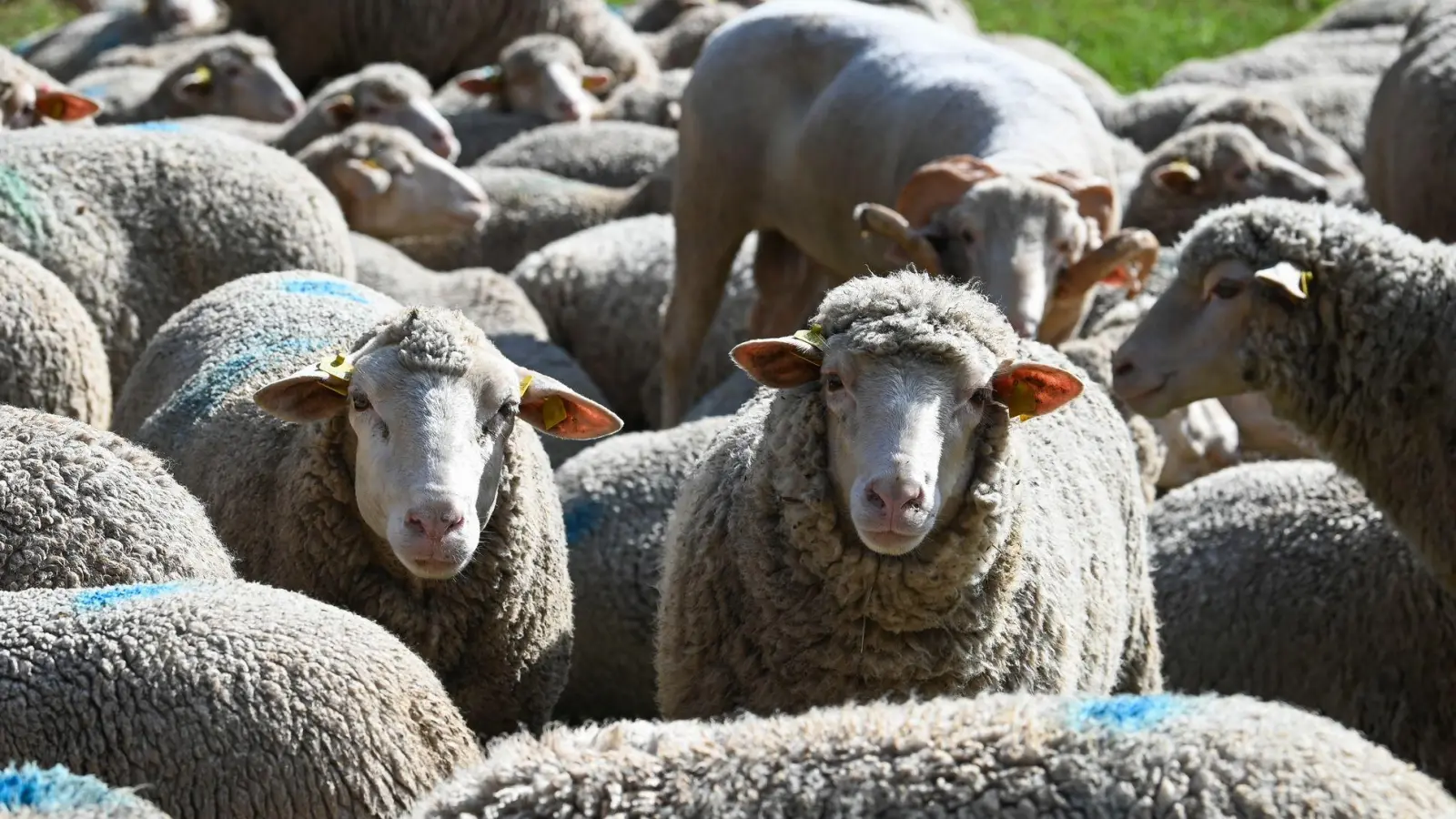 Rund 20 Tiere brechen aus ihrem Gehege aus. (Symbolbild) (Foto: Heiko Rebsch/dpa)