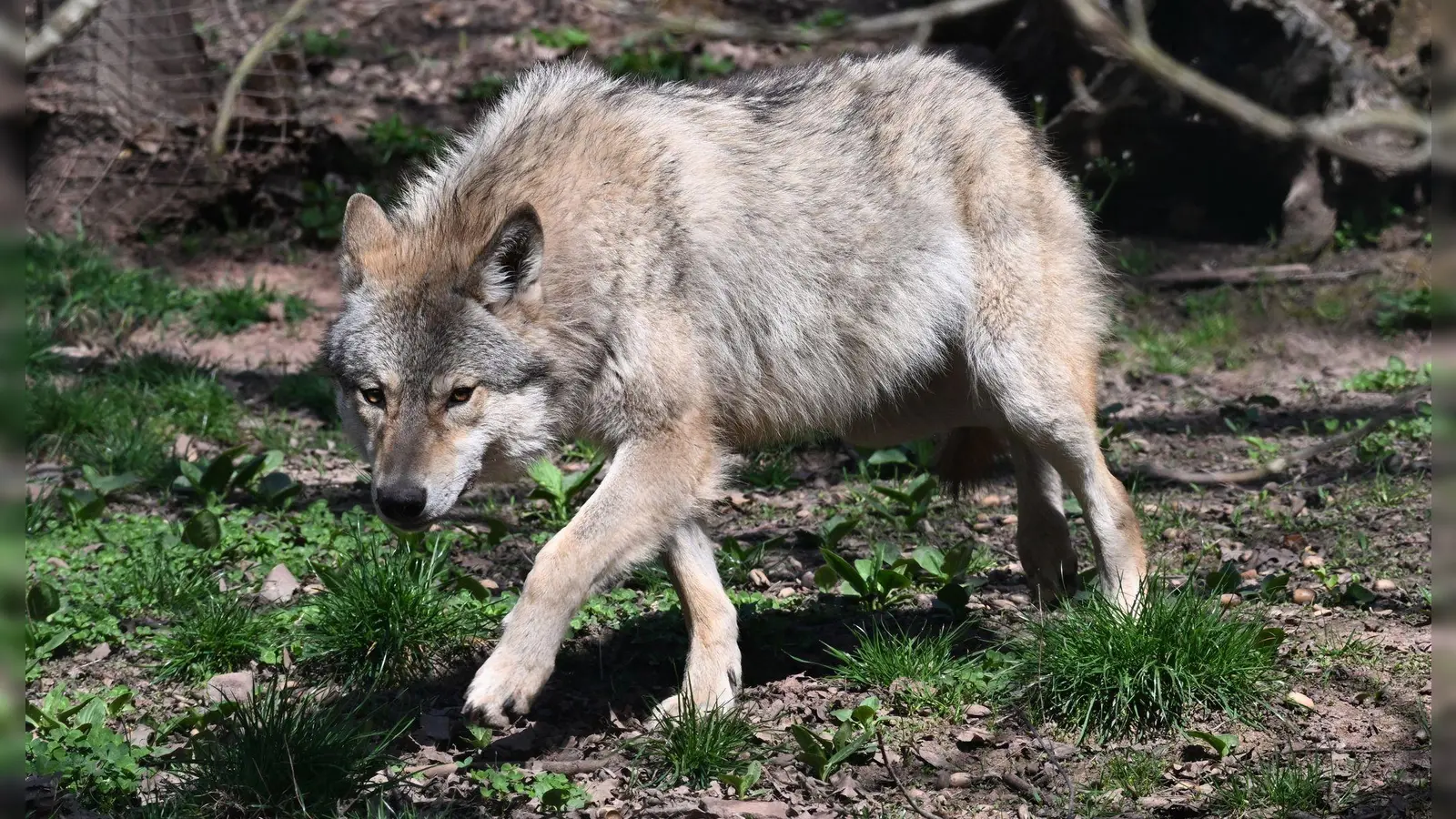 Der Wolf ist zurück in Deutschland - was längst nicht jeden freut. (Archivbild) (Foto: Bernd Weißbrod/dpa)