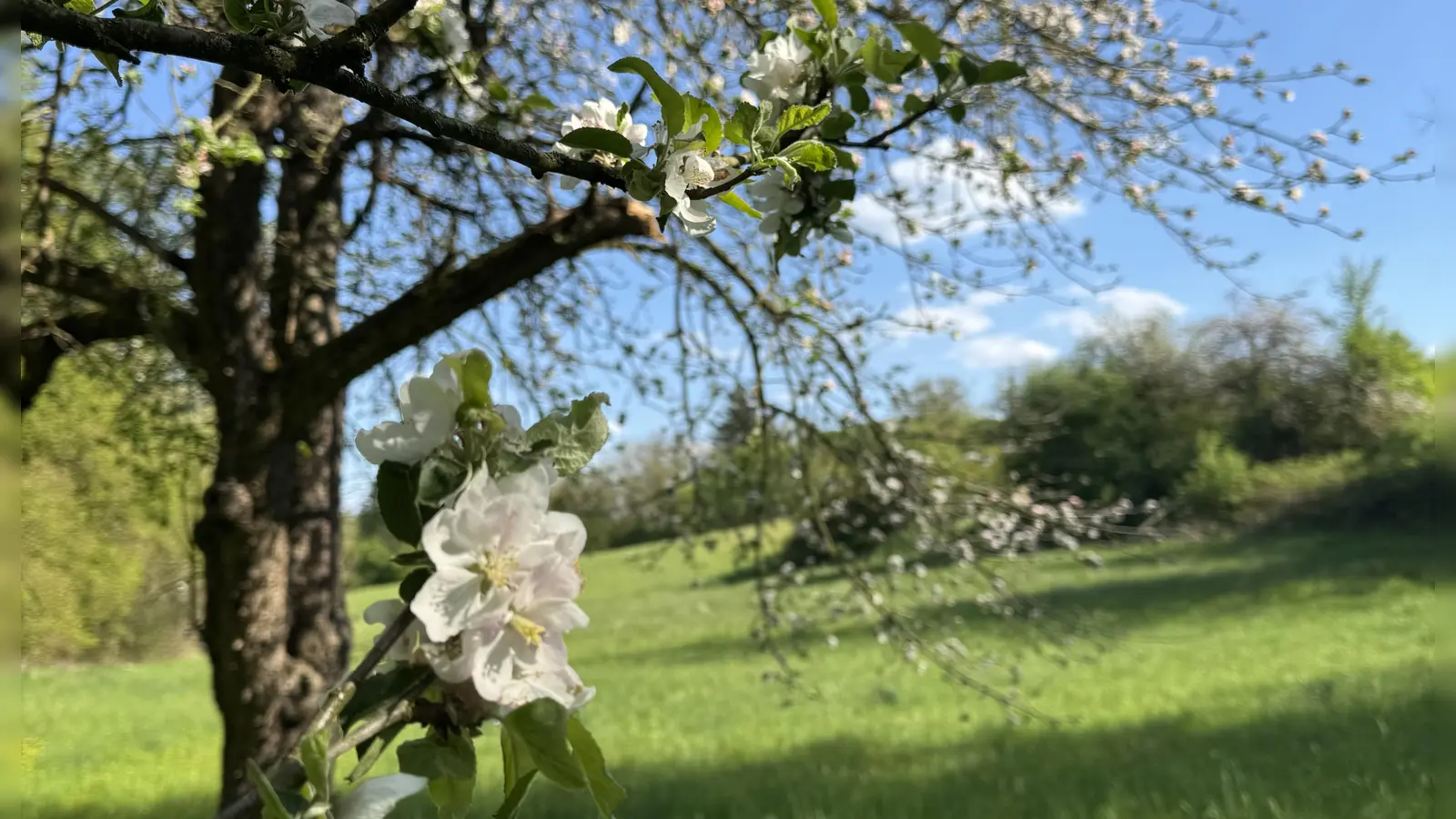 Platz 11: Blütenpracht in Neustadt am Strahlbach. (68 Votes) (Foto: Sabine Rettig	)
