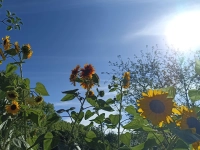 Spätsommer-Gefühle - gesehen in Bad Windsheim (Foto: Annette Abenthum)