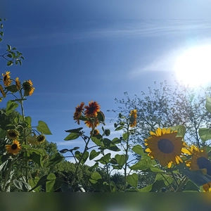 Spätsommer-Gefühle - gesehen in Bad Windsheim (Foto: Annette Abenthum)